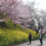 表門入口では桜と菜の花が歓迎=2024年3月31日午前8時41分