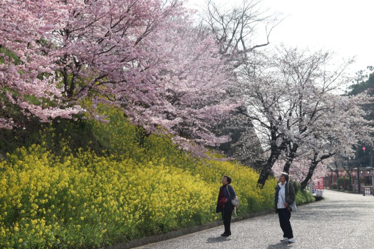 表門入口では桜と菜の花が歓迎=2024年3月31日午前8時41分