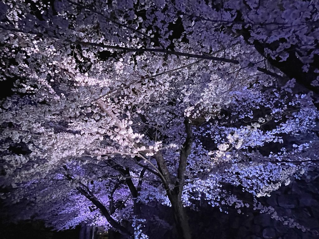 ブルーにライトアップされ神秘的な雰囲気を醸し出す夜桜=2023年3月29日午後7時46分