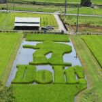 見ごろを迎えた永ちゃん田んぼ=岡山県美作市で