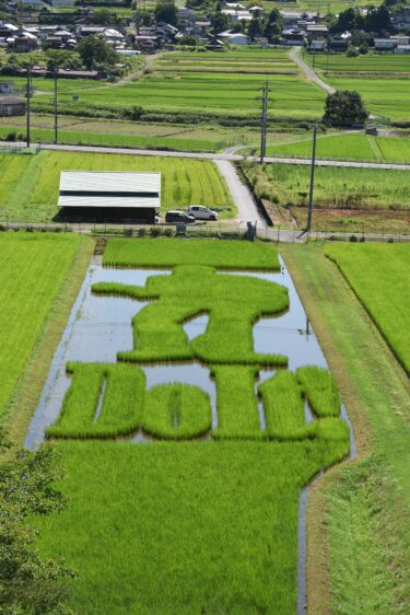 見ごろを迎えた永ちゃん田んぼ=岡山県美作市で