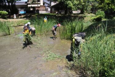衆楽園の池を清掃する参加者＝岡山県津山市で