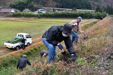 ヒガンバナ球根　線路土手に植栽