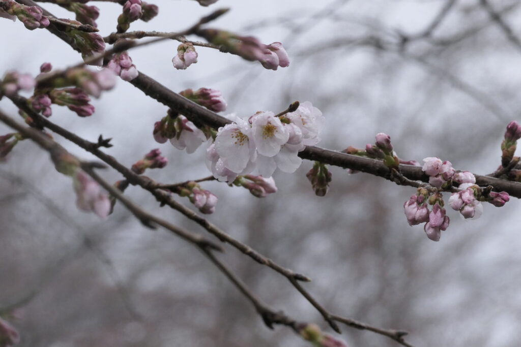 雨に濡れながらも咲く桜の花