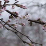 雨に濡れながらも咲く桜の花