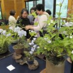 かれんな山野草をめでる来場者=岡山県奈義町で