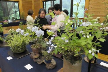 かれんな山野草をめでる来場者=岡山県奈義町で