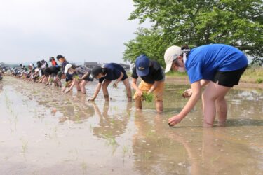 マリ共和国を支援しようと田植えに励む児童たち=岡山県津山市で