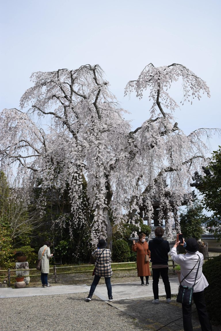 満開を迎えた千光寺の枝垂れ桜