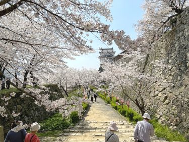 切手門跡から見る桜と備中櫓＝2023年3月31日午後1時48分