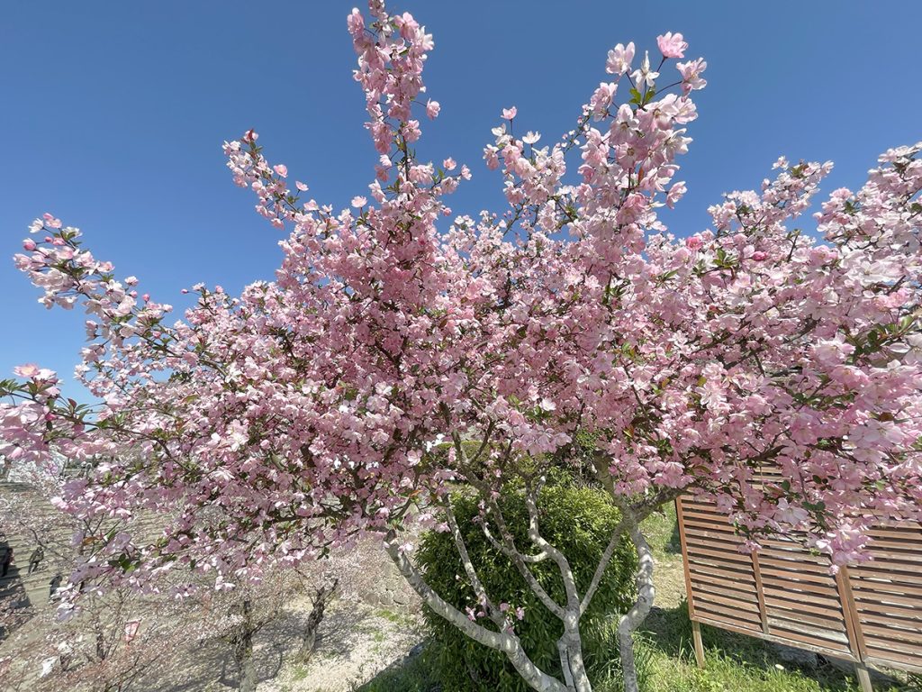城内にはまだま見ごろの桜もたくさん=2023年4月3日午前10時24分