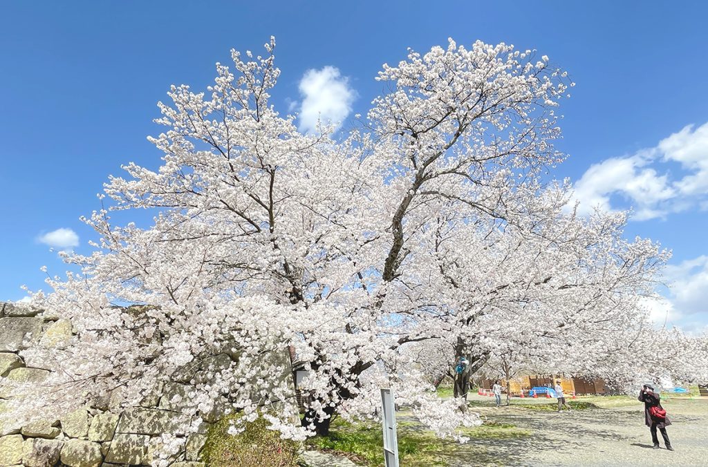 津山城で満開に咲く桜＝2023年3月28日 午後12時22分