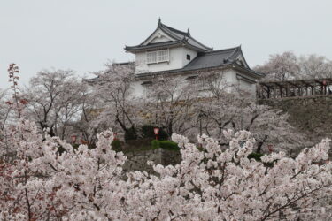 津山城の桜は見頃　穏やかな天候の中　ゆったりと花見【2024年津山さくらまつり 4月5日｜写真】／岡山・津山市