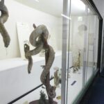 博物館一角に展示されたヘビのはく製と標本=岡山県津山市で