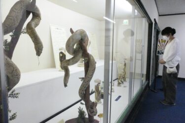 博物館一角に展示されたヘビのはく製と標本=岡山県津山市で