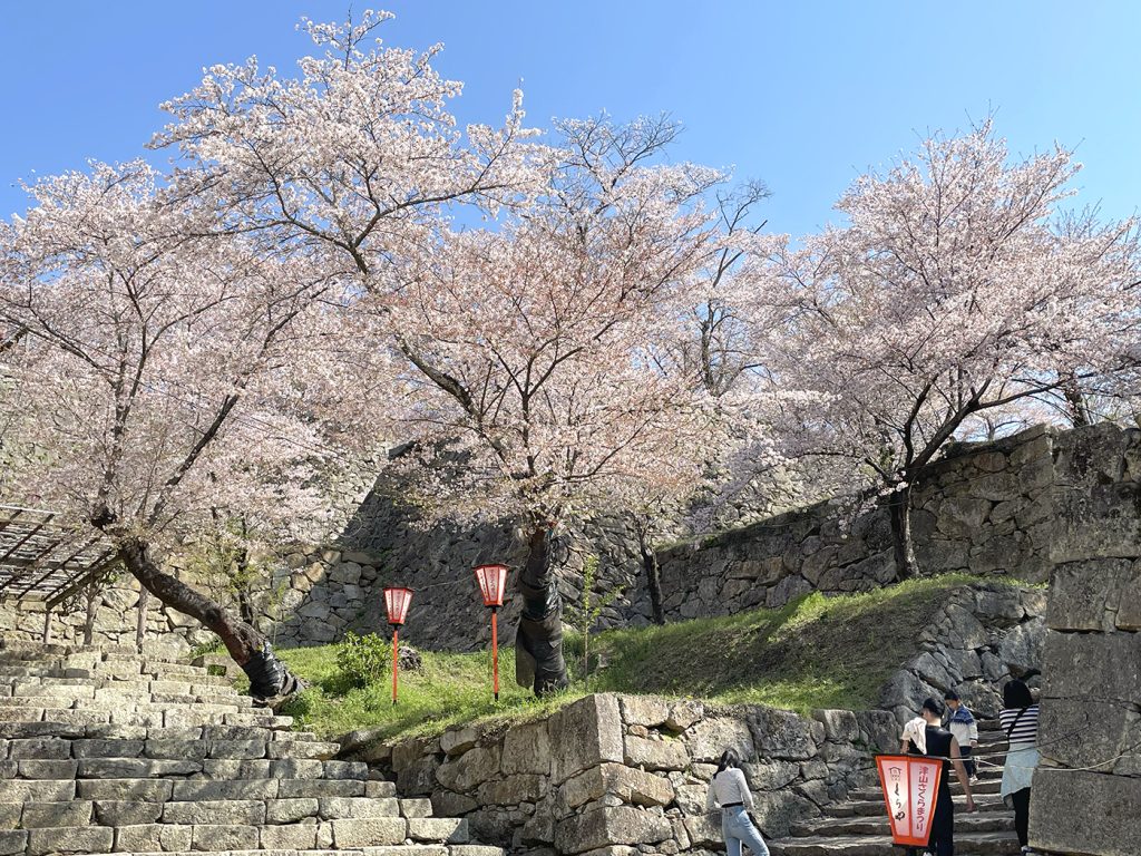 葉桜に変わり始める二の丸周辺のソメイヨシノ=2023年4月3日午前9時39分