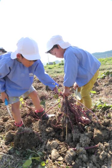 「大きいのが取れてうれしかった！」　保育園児たちが芋掘り楽しむ　今年春に植えた400本収穫／岡山・鏡野町