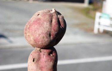 マイク？こけし？　珍しい形のサツマイモ収穫　「これで１曲いけるね！」／岡山・津山市