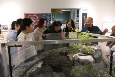 オオサンショウウオを見物する韓国の旅行会社社員＝岡山県真庭市、はんざきセンターで