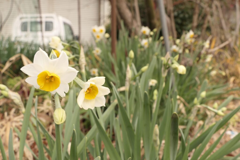 冷え込みが厳しくなる中、りりしく咲くスイセン