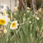 冷え込みが厳しくなる中、りりしく咲くスイセン