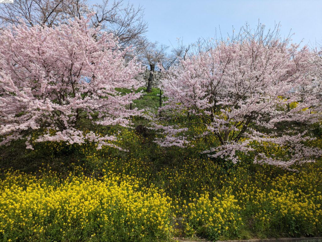 津山城・入り口近くの桜と菜の花＝2024年4月2日午前11時10分