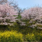 津山城・入り口近くの桜と菜の花＝2024年4月2日午前11時10分