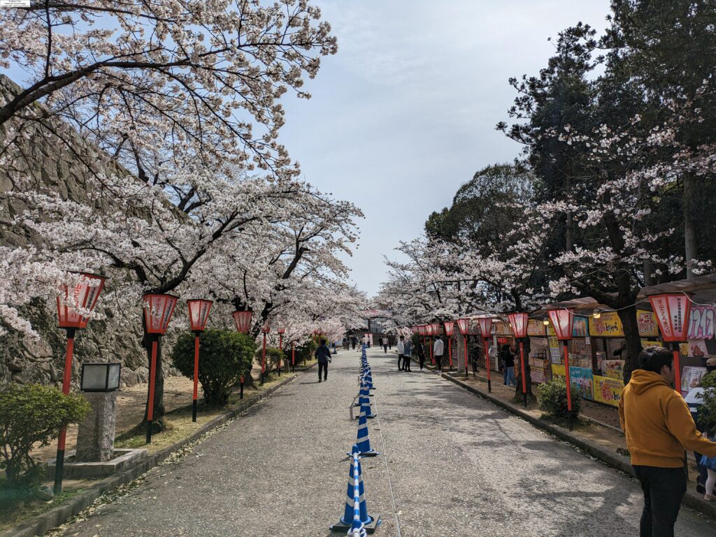 入り口近くの桜並木＝2024年4月2日午前10時16分