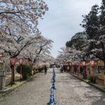 入り口近くの桜並木＝2024年4月2日午前10時16分