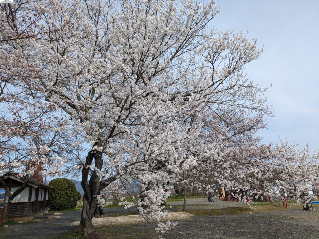 本丸・天守台そばの桜＝2024年4月2日午前10時47分