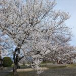 本丸・天守台そばの桜＝2024年4月2日午前10時47分