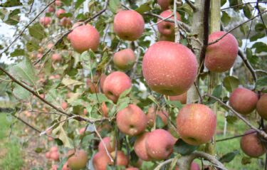 風景に彩り添える赤　リンゴの収穫最盛期　「今年は甘みも大きさも十分」／岡山・津山市