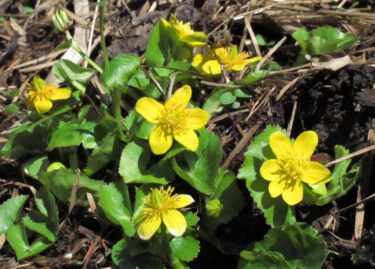 県立森林公園、13日に開園／岡山・鏡野町
