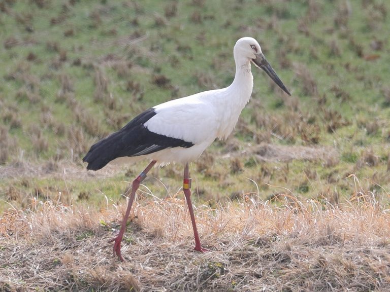 田邑地区に再び飛来したコウノトリ（影山克己さん撮影）