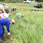 稲を刈り取る子どもたち=岡山県真庭市で