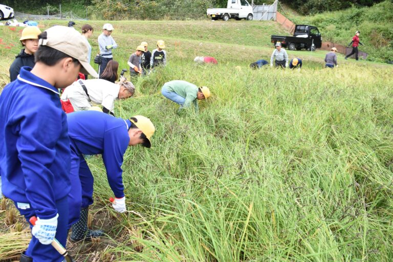 稲を刈り取る子どもたち=岡山県真庭市で