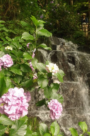 きょうは「小暑」暑さが本格化するころ　「小滝」の両脇に咲くアジサイ　清涼感を誘う／岡山・津山市