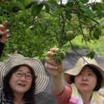 収穫を楽しむ来園者=岡山県津山市で