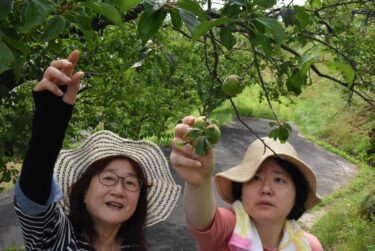 収穫を楽しむ来園者=岡山県津山市で