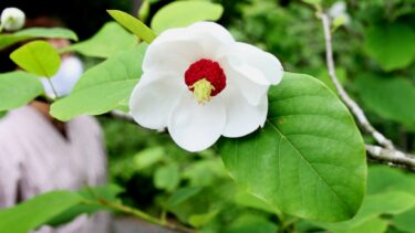 玉泉寺でオオヤマレンゲの花が開花／岡山・津山市