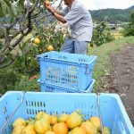 県北特産の西条柿の収穫