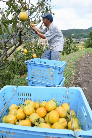 県北特産の西条柿の収穫