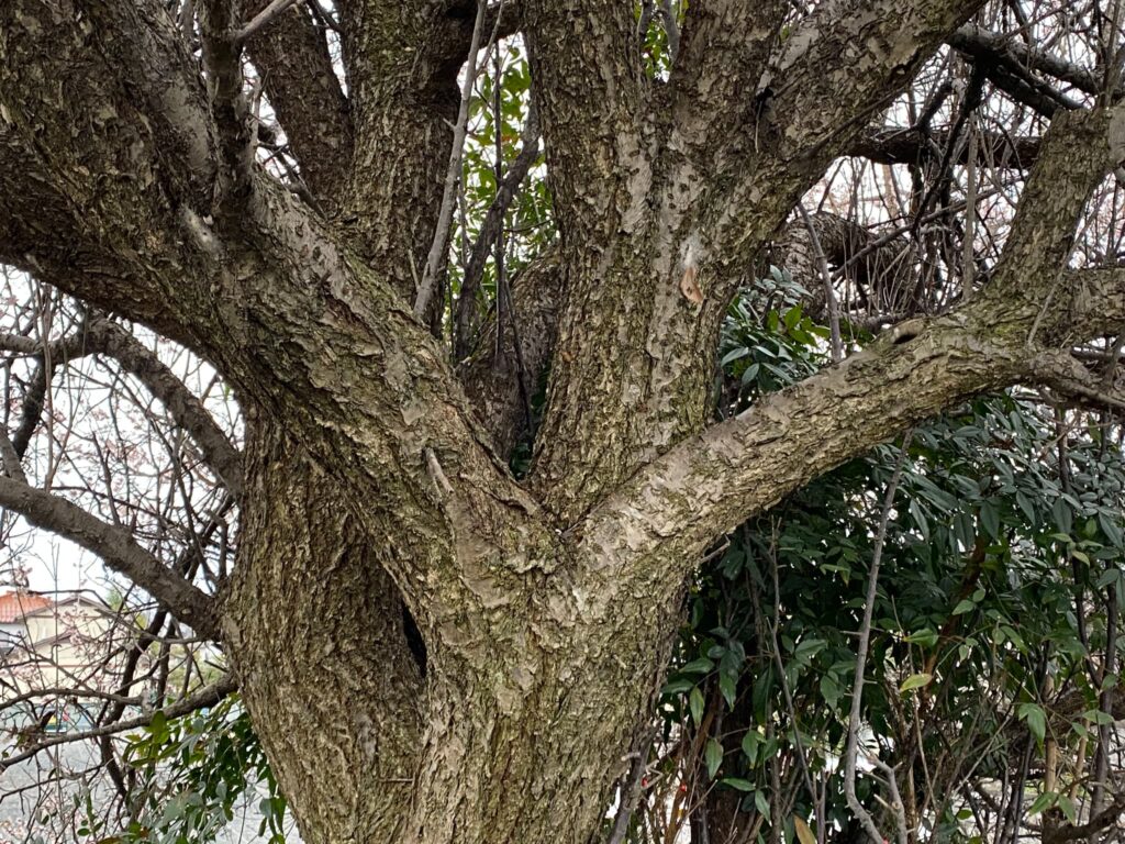 梅の木の幹