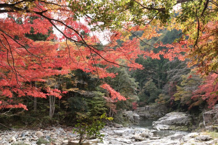 渓流と紅葉が織りなす奥津渓の絶景=岡山県鏡野町で