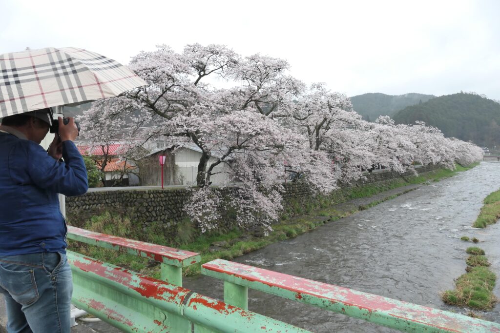 満開の桜を撮影する観光客