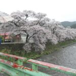 満開の桜を撮影する観光客