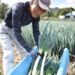 白ネギの収穫に励む就農２年目の小野田さん