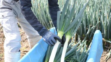 鍋料理にいかが？　良質の白ネギ収穫進む　「産地化とブランド化を」／岡山・津山市