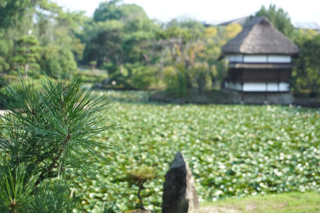 残暑が続く衆楽園