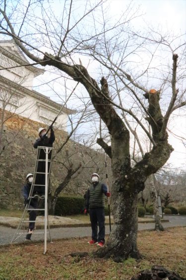津山城（国史跡、鶴山公園）、桜の枝をせん定